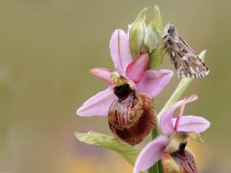 Ophrys_aveyronensis_12-min